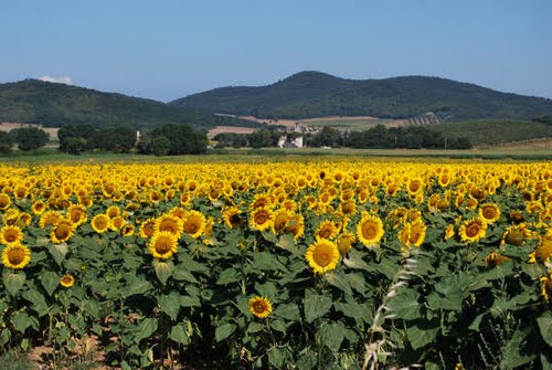 Campo di girasoli a Pian d'Alma